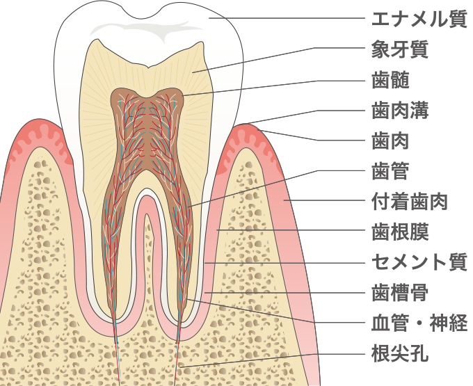 エナメル質 象牙質 歯髄 歯肉溝 歯肉 歯管 付着歯肉 歯根膜 セメント質 歯槽骨 血管・神経 根尖孔